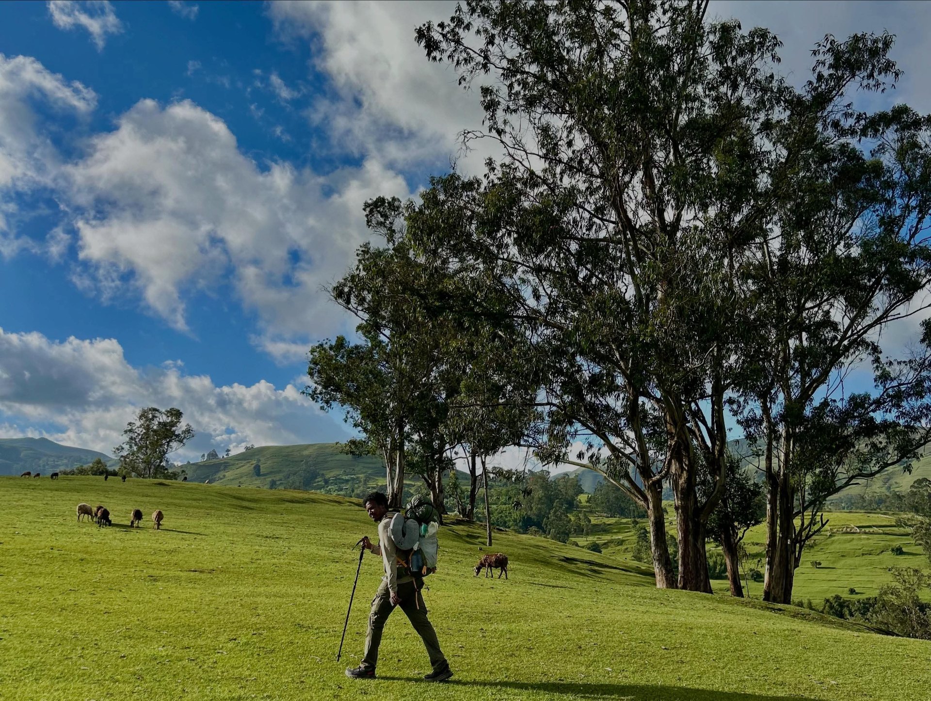 Trekker walking across the green Ethiopian highlands